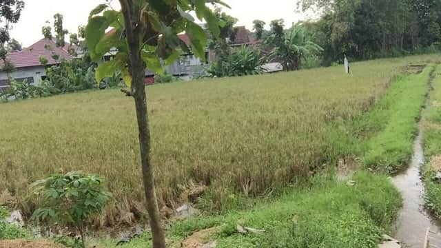 Tanah SHM Pekarangan 2.852m² Strategis Dekat Ring Road & UGM - Kesempatan Emas Investasi! foto 4
